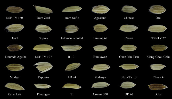 Rice Grain Classification